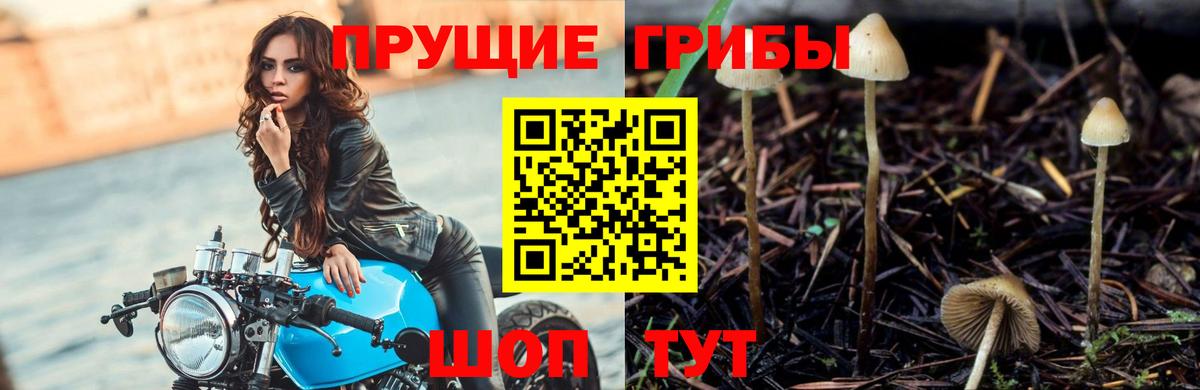 Псилоцибиновые грибы GOLDEN TEACHER Славянск-на-Кубани